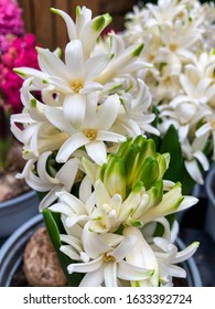 Beautiful hyacinths white naturally early spring seasonal arrangement all backgrounds to floral motives