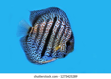 aquarium 4k the beautiful south american aquarium blu ray aquarium 4k the beautiful south american aquarium blu ray