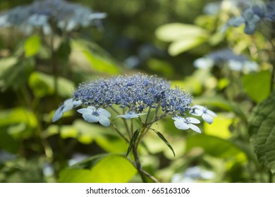 Beautiful hydrangea