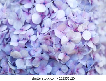 beautiful hydrangea floral background in purple colors - Powered by Shutterstock