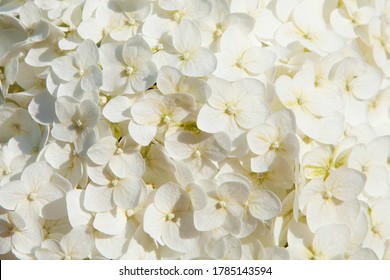 Beautiful hydrangea floral background in white colors. Horizontal image. Top view