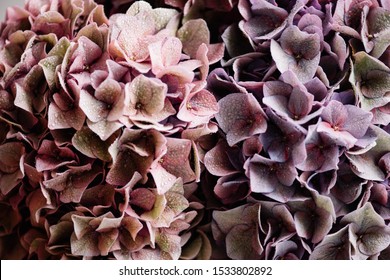 Beautiful hydrangea flower close up texture in green, pink and purple colors, close up view  - Powered by Shutterstock