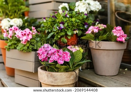 A beautiful hydrangea flower wit pink white bud of petals with green leaf.A plant in flower pot and box grow in the garden outside during the day in summer and spring in flower shop on veranda