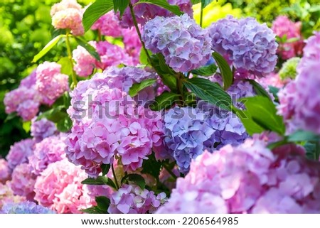 Beautiful hydrangea flowers of different varieties and hues of pink and blue