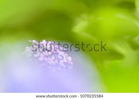 Similar – Lavender, blossom Summer