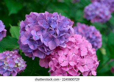 34,830 imágenes de Paisajes con hortensias - Imágenes, fotos y vectores de  stock | Shutterstock