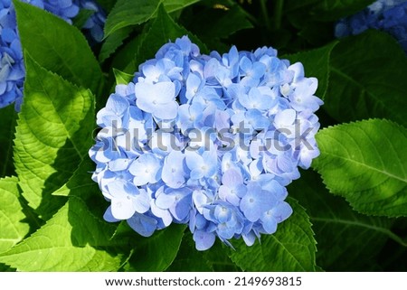 Beautiful hydrangeas in the garden	