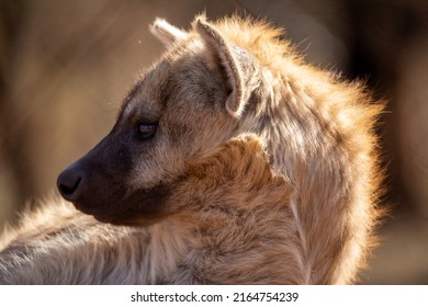 Beautiful Hyena Guarding Her Herd, While Resting From A Hot Day In The African Savanna Of South Africa And Recovering Energies This African Predator To Hunt At Dusk.