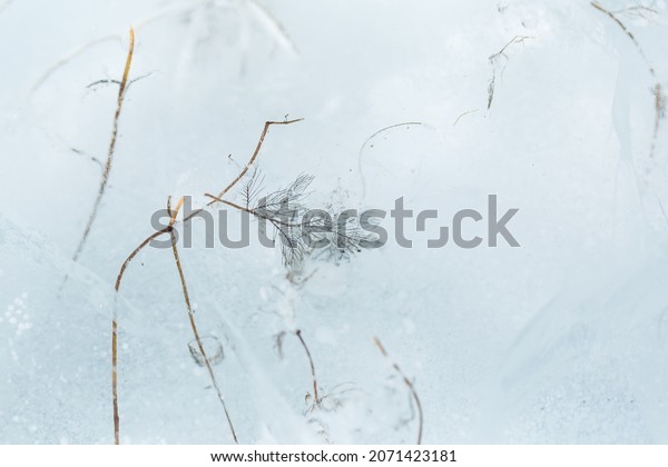 Beautiful ice of a frozen lake. Dry grass is\
frozen into transparent ice.\
Close-up.