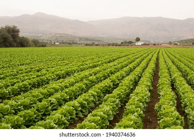 2,607 Mountain lettuce Images, Stock Photos & Vectors | Shutterstock