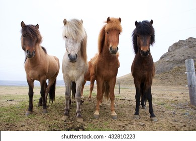 Beautiful Icelandic Horses In Iceland