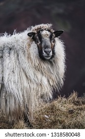 The beautiful Icelandic sheep