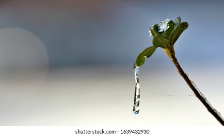 Beautiful icy drop with spider net