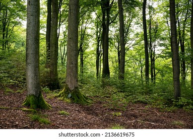Beautiful idyllic forest scene, showing large beech trees with lush green foliage, Rühler Schweiz (Rühle Switzerland), Solling-Vogler Nature Park, Weser Uplands, Lower Saxony, Germany