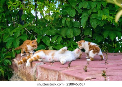 Beautiful idyllic image of a cute cat street family perched on the sidewalk in the shade of a green bush. Mother cat plays with red kittens. - Powered by Shutterstock