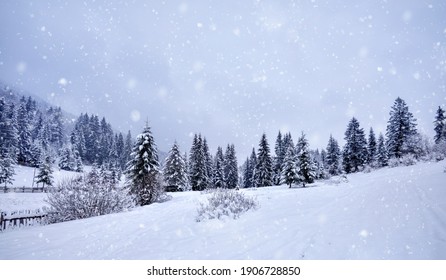 Beautiful idyllic landscape with evergreen tree forest covered in snow in wintertime - Powered by Shutterstock