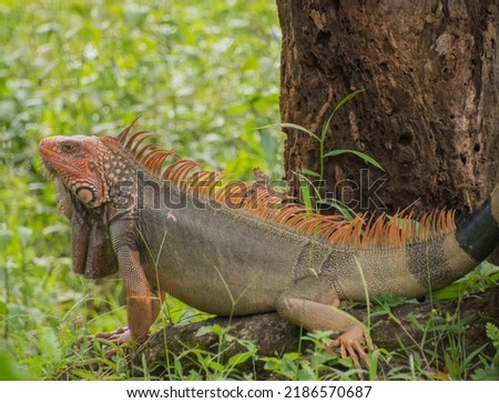 Beautiful iguana in Costa Rica, in Central America.
