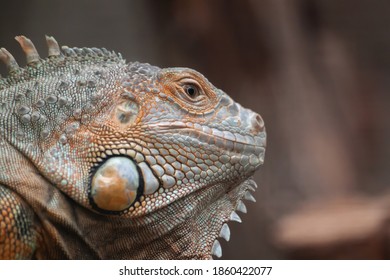 293 Lizard nostril Images, Stock Photos & Vectors | Shutterstock