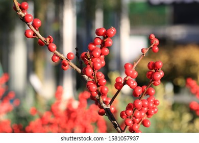 Beautiful Ilex Verticillata In Sunny December