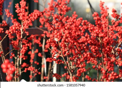 Beautiful Ilex Verticillata In Sunny December