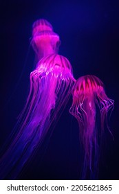 Beautiful Illuminated Jellyfish In Dark Water Close Up Pink