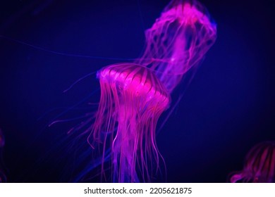 Beautiful Illuminated Jellyfish In Dark Water Close Up Pink