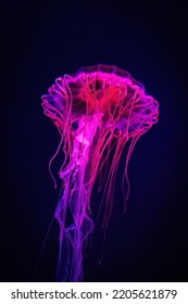 Beautiful Illuminated Jellyfish In Dark Water Close Up Pink