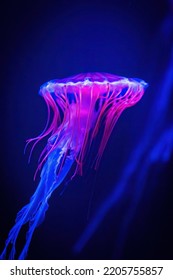 Beautiful Illuminated Jellyfish In Dark Water Close Up Pink