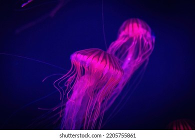 Beautiful Illuminated Jellyfish In Dark Water Close Up Pink