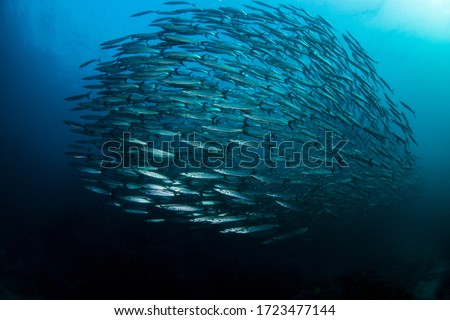 Beautiful image of a Barracuda school swimming past with wonderful detail in Thailands Andaman sea.