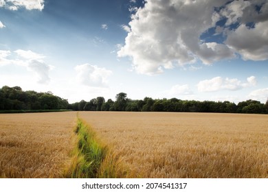 Beautiful Image Of The Buckinghamshire Countryside In England