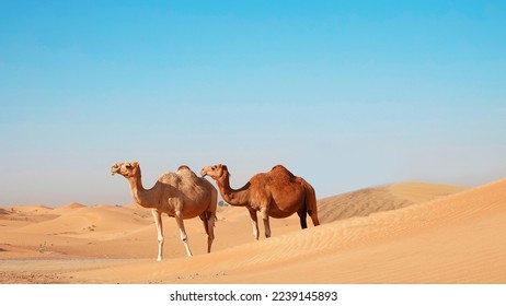 Beautiful image of camels in Dubai desert      