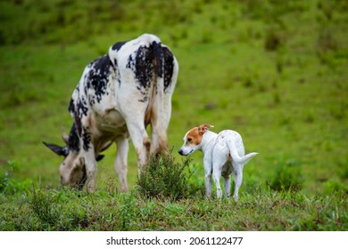 
Beautiful Image Of A Dairy Cow Of The Girolando Breed In The Open Air Pasture Inside The Farm With A Beautiful White Female Dog With Brown Spots