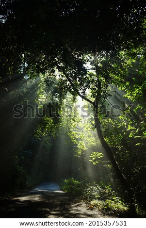 Similar – Image, Stock Photo sunrays Environment Nature