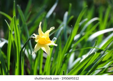 Beautiful image of Jongille or daffodils yellow flower in the foret in spring season. 