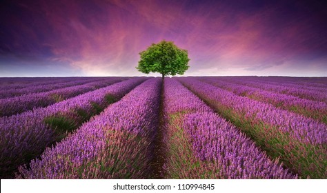 Beautiful image of lavender field Summer sunset landscape with single tree on horizon contrasting colors - Shutterstock ID 110994845