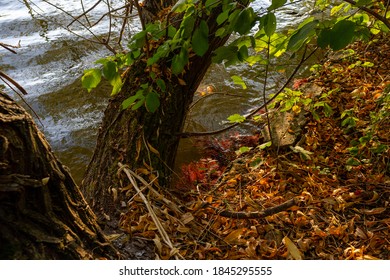 Beautiful Image Of Leaves And Tree Trunk On A River Bank UK