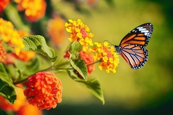 Belle Image En Nature De Papillon Monarque Sur Fleur De Lantana.