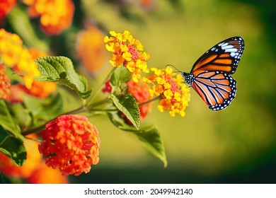 Beautiful image in nature of monarch butterfly on lantana flower.