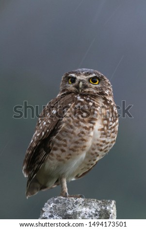 Similar – Image, Stock Photo Funny Burrowing owl Athene cunicularia