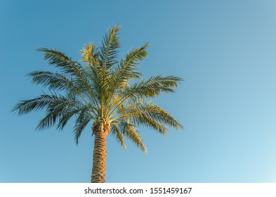 Beautiful image of palm tree under blue sky. Summer day, beautiful natural landscape.