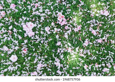 Beautiful Image Of Petals Of Pink      Sakura Falling On The Green Grass In The Garden In Spring Season. 