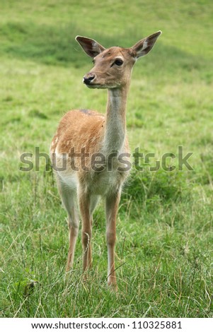 Similar – Image, Stock Photo fawn Nature Grass Meadow