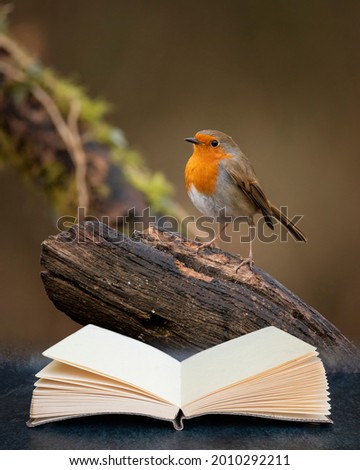Beautiful image of Robin Red Breast bird Erithacus Rubecula on branch in Spring sunshine coming out of pages of imaginary reading book