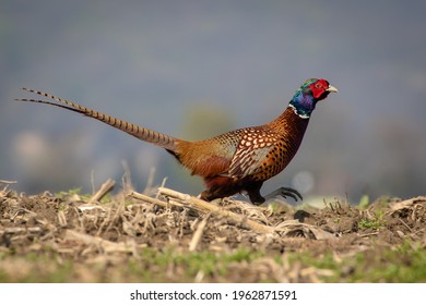 Beautiful image of a running pheasant bird.