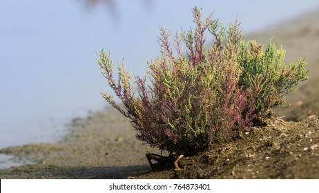 The Beautiful Image Of Seablite In Wetland.