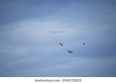 Beautiful image of a small flock of indian ring necked parakeets flying under a striking blue sky - Powered by Shutterstock