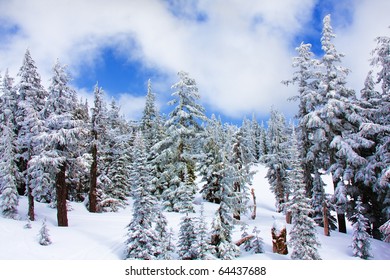 Beautiful Image of Snow Covered Pine Trees with Cloudy Blue Sky.