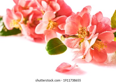 A beautiful image of sping pink flowers on the white background. High resolution image - Shutterstock ID 1911738655