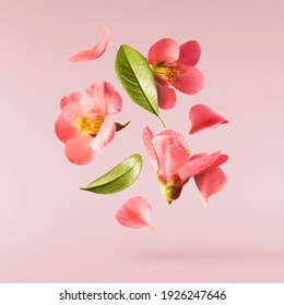 A beautiful image of sping pink flowers flying in the air on the pastel pink background. Levitation conception. Hugh resolution image - Shutterstock ID 1926247646